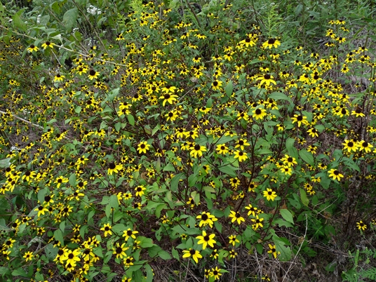 {Rudbeckia triloba}